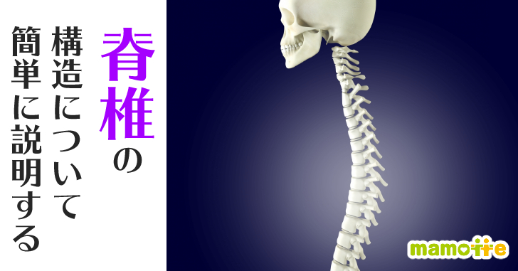 背骨の構造