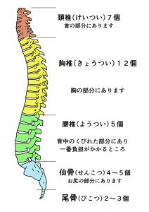 人気のダウンロード 脊椎 イラスト トップ新しい画像