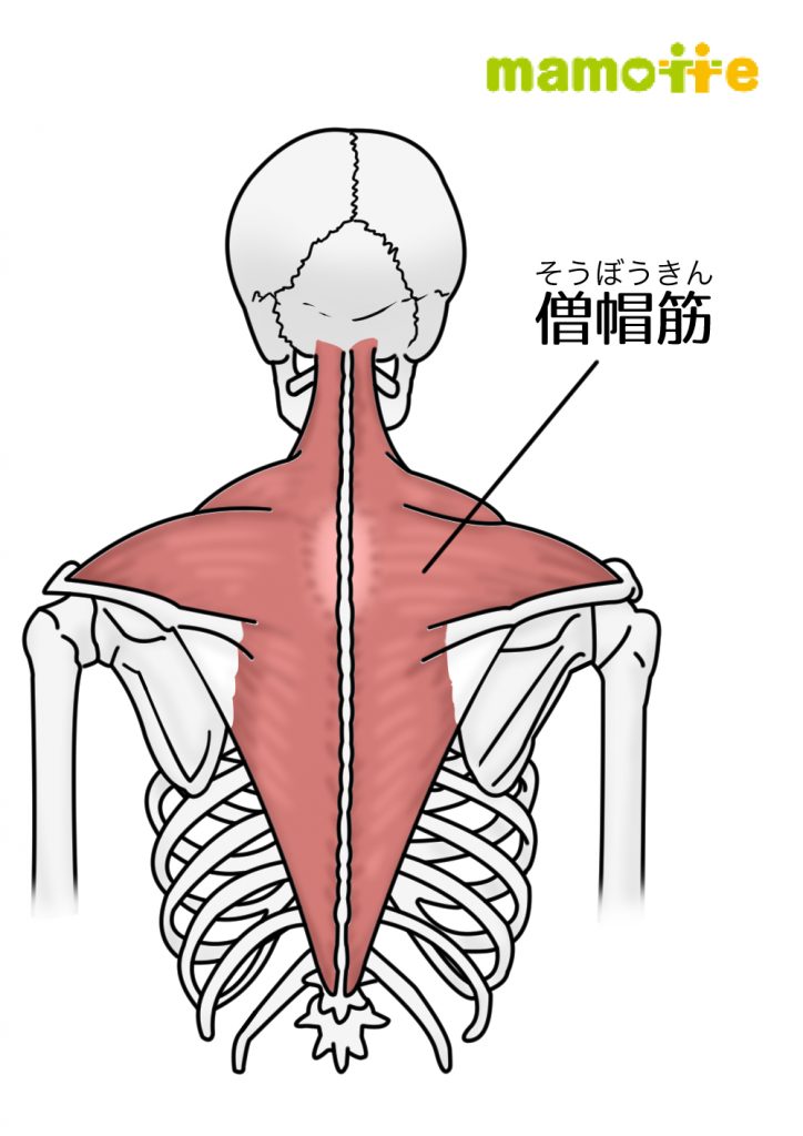 僧帽筋のイラスト