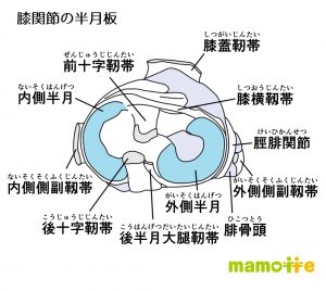 半月板